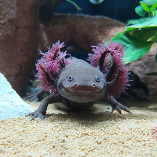 Файл:Мексиканский аксолотль.jpg
