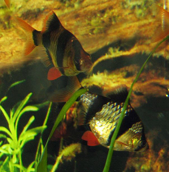Файл:Barbus tetrazona3.jpg