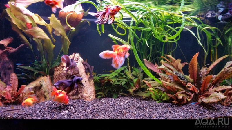 Файл:Аквариум для золотых рыбок.jpg