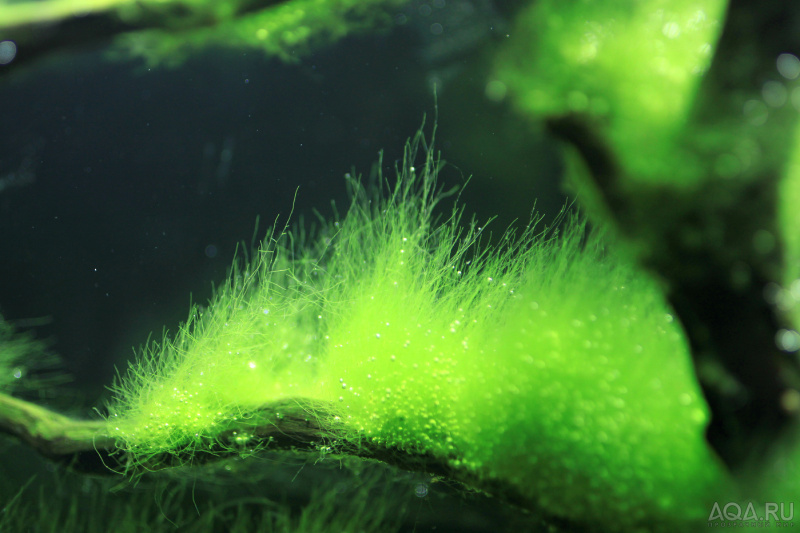 Файл:Кладофора шаровидная 3.jpg