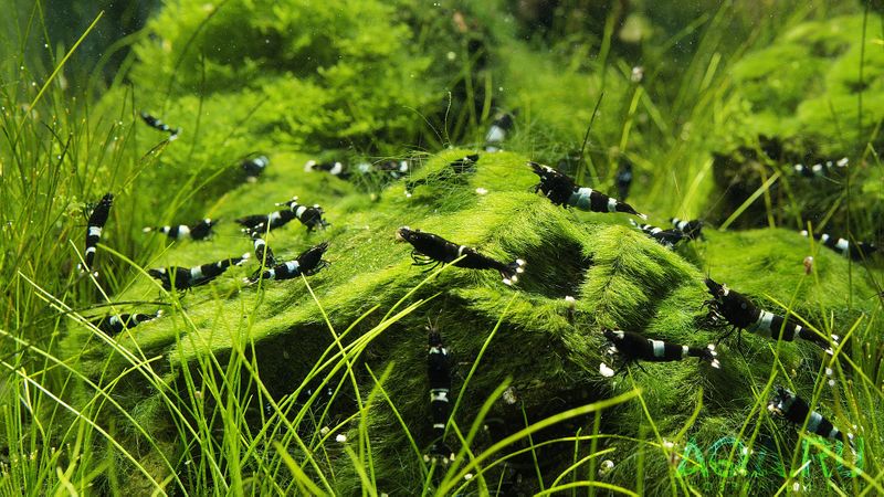 Файл:На пастбище .jpg