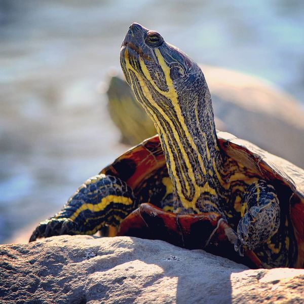 Файл:Красноухая черепаха3.jpg