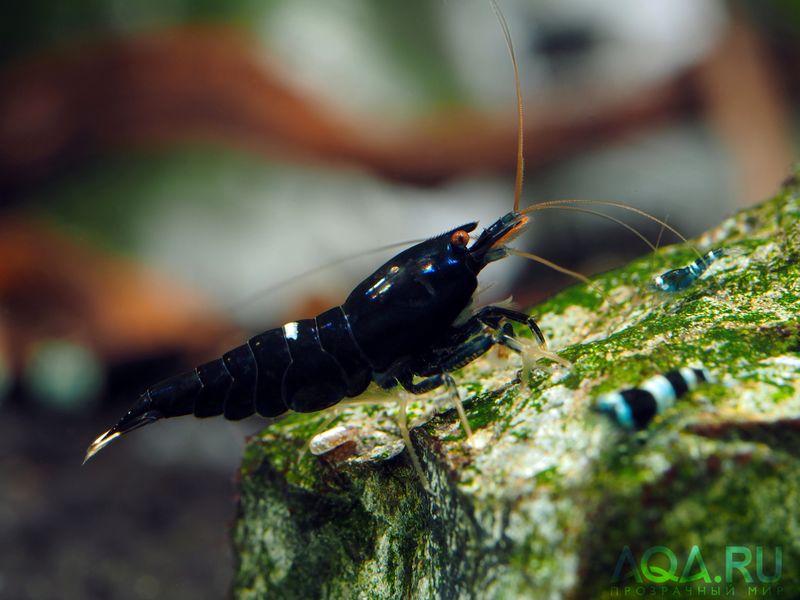 Файл:Caridina Black King kong.jpg