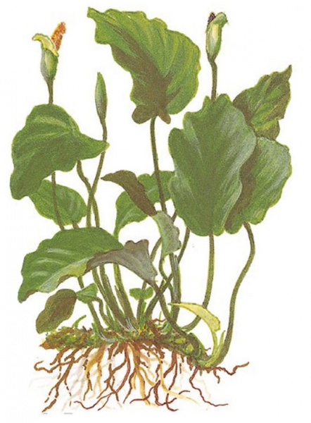 Файл:Анубиас бартери иллюстрация.jpg