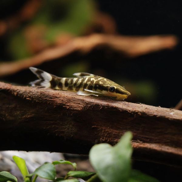 Файл:Otocinclus Cocama Reis.jpg