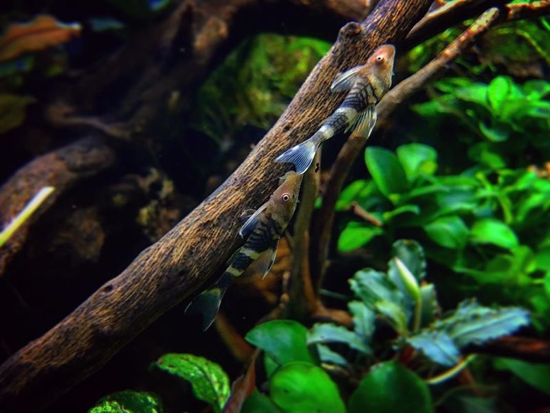 Файл:Otocinclus Zebra2.jpg