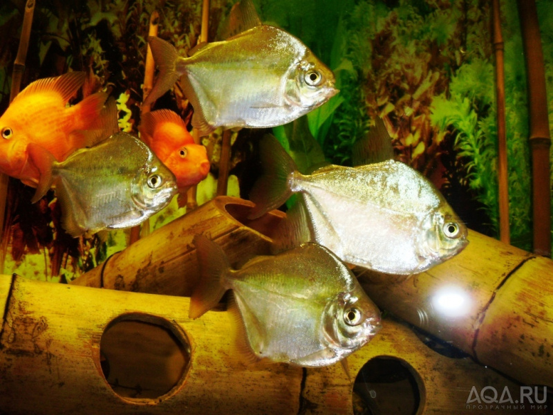 Файл:Метиннис Серебристый2.jpg