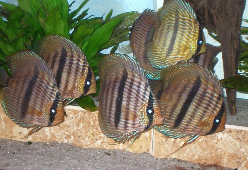 Файл:Discus Heckel 3.jpg