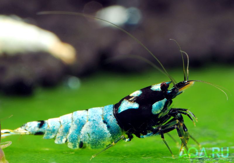 Файл:Caridina Pinto Spotted Black.jpg