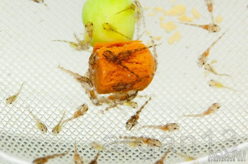 Файл:Малек отоцинклюса2.jpg