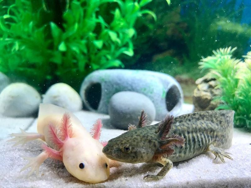 Файл:Пара аксолотлей.jpg