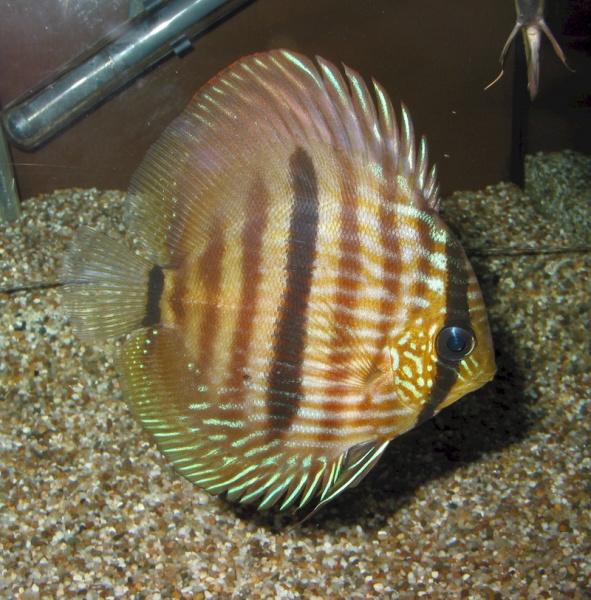 Файл:Discus Heckel 1.jpg