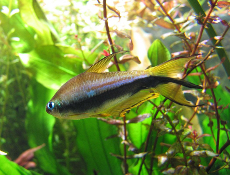 Файл:Nematobrycon palmeri.jpg