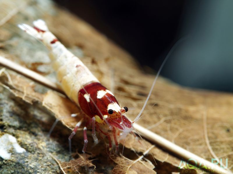 Файл:Caridina Pinto Spotted Red.jpg