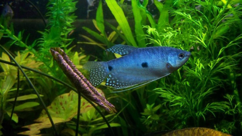 Файл:Гурами пятнистый голубой в аквариуме 3.jpg