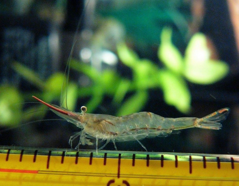 Файл:Caridina gracilirostris.jpg