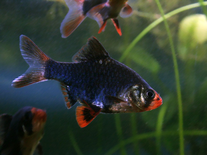 Файл:Barbus tetrazona mutant.jpg