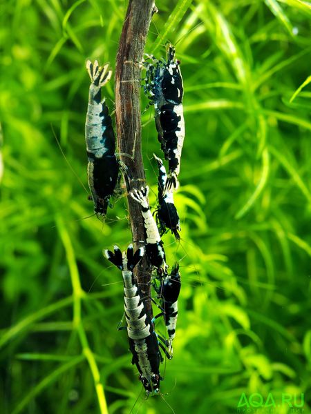 Файл:Фишбоны на ветке.jpg