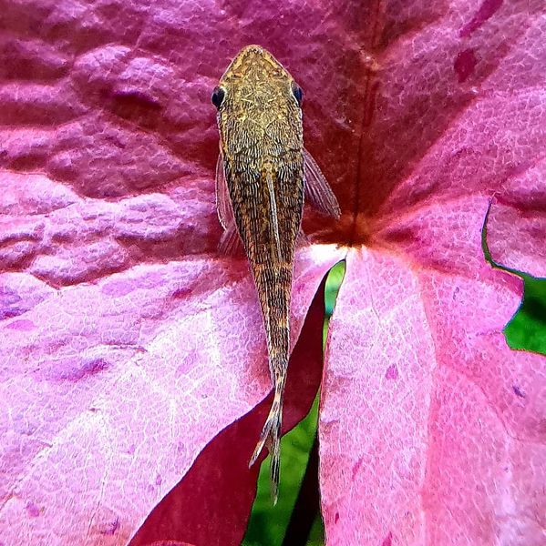 Файл:Otocinclus Gold.jpg