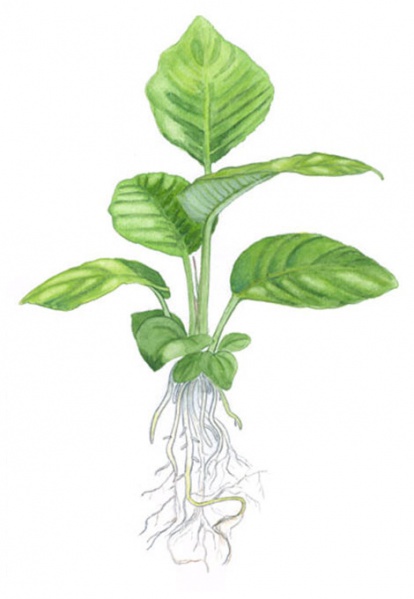 Файл:Анубиас гетерофила иллюстрация.jpg