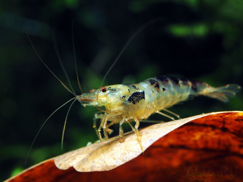 Файл:Caridina Calceo .jpg