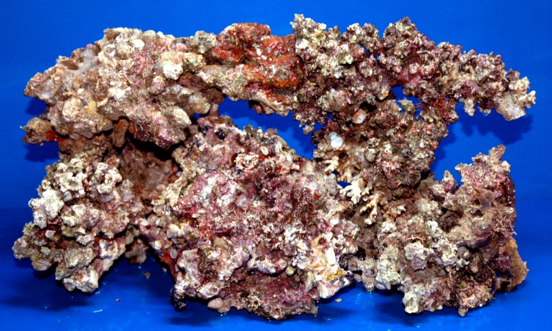 Файл:Живые камни.jpg