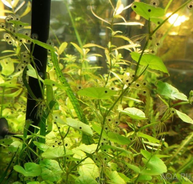 Файл:Икра аксолотлей.jpg