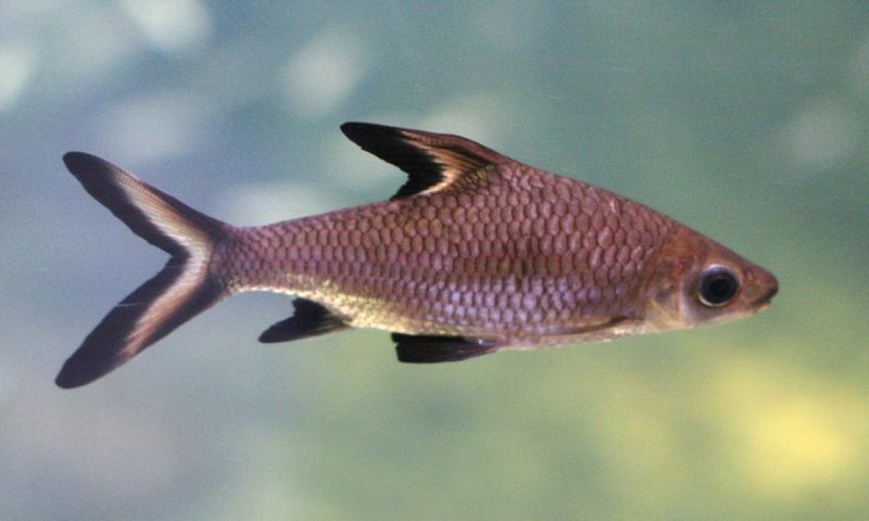 Файл:Барбус акулий.jpg