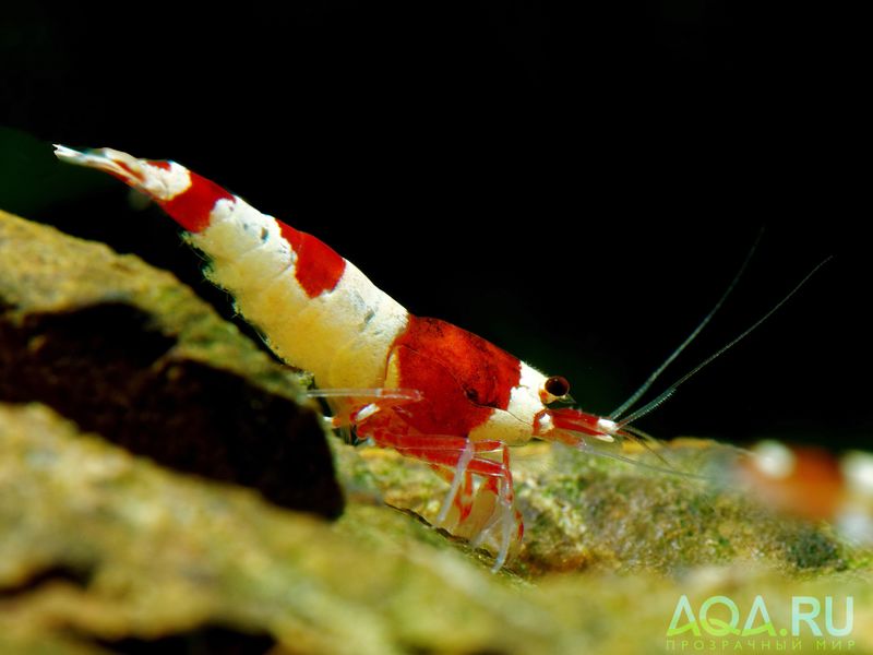Файл:Caridina Wine Red.jpg