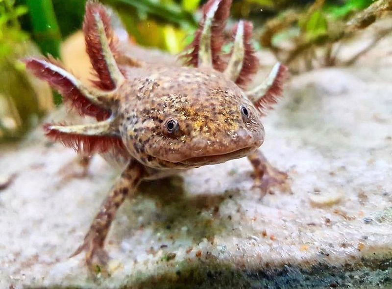 Файл:Классический аксолотль мексиканец.jpg