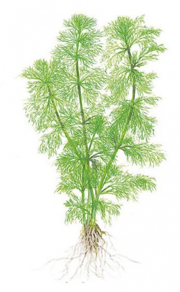 Файл:Амбулия водная иллюстрация.jpg