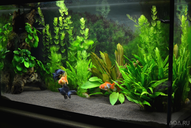 Файл:Аквариум для золотых рыбок2.jpg