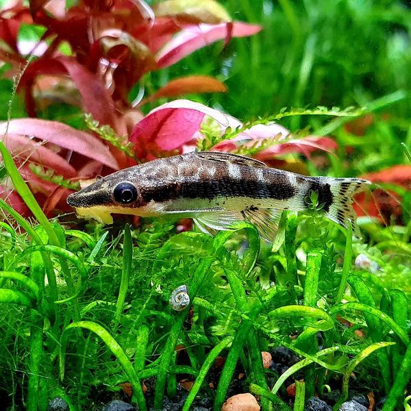 Файл:Otocinclus Zebra3.jpg