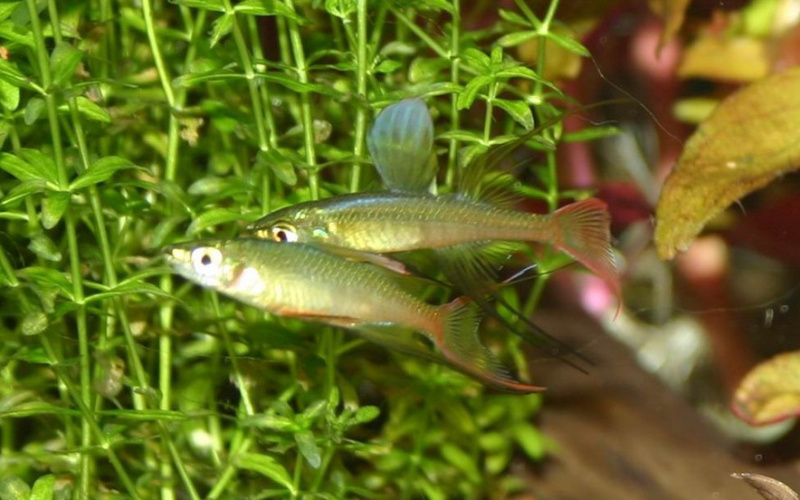 Файл:Iriatherina wemeri 5.jpg