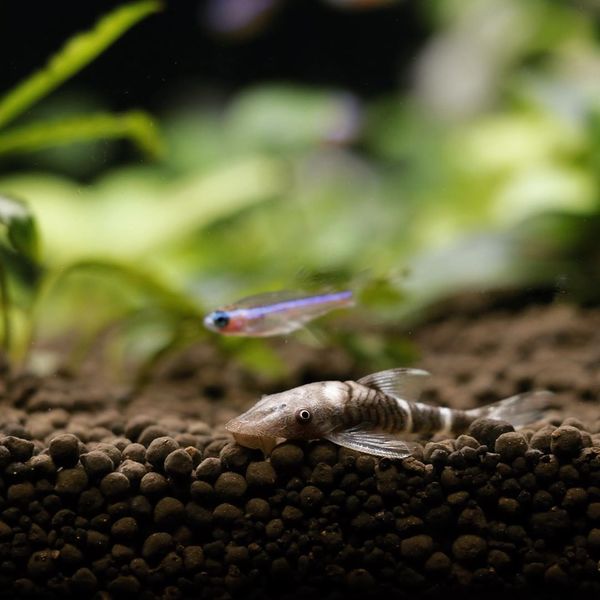 Файл:Otocinclus Zebra.jpg