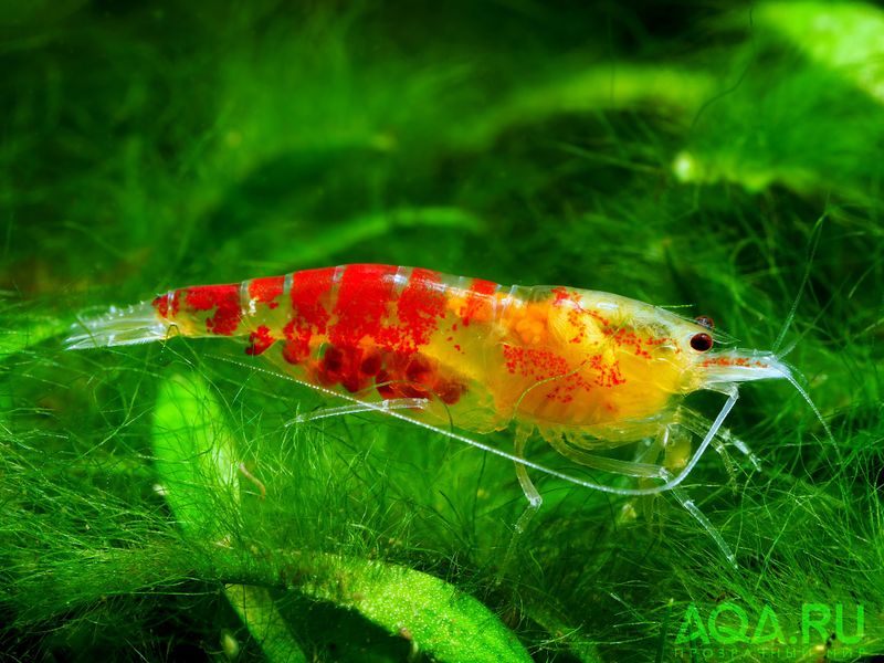 Файл:Caridina Golden Dragon Red.jpg