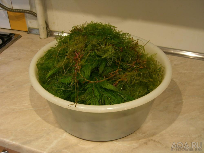 Файл:Роголистник темно-зеленый 2.jpg