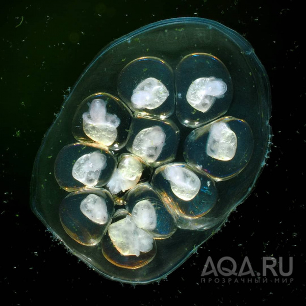 Файл:Икра катушки.jpg