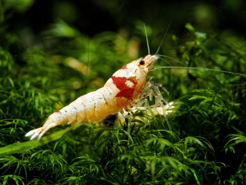 Файл:Caridina Crystal Red.jpg