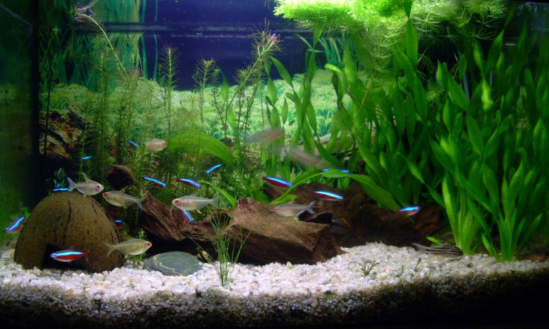 Файл:Неон красный в аквариуме.jpg