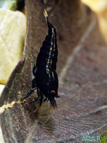 Файл:Caridina Extreme Black.jpg
