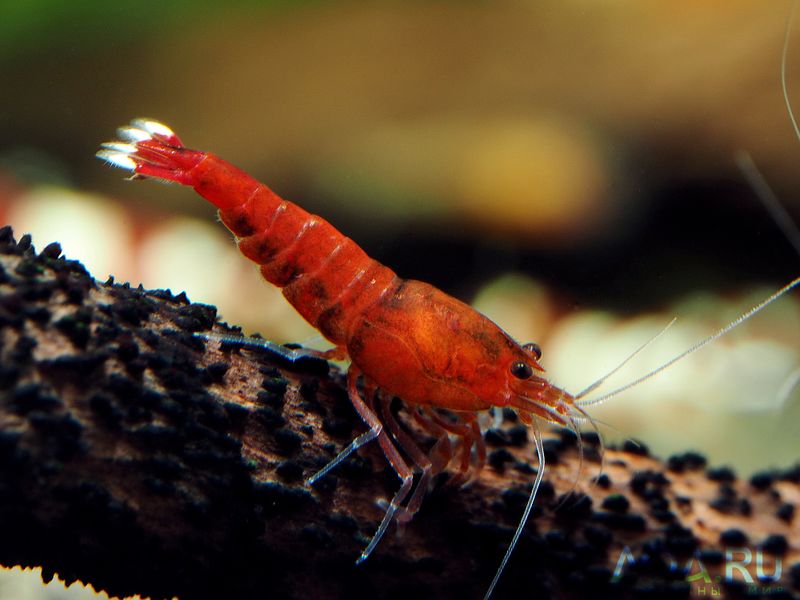Файл:Caridina Extreme Red.jpg