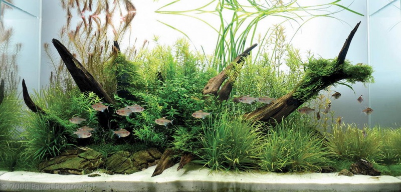 Файл:Тетра краснопятнистая в аквариуме.jpg