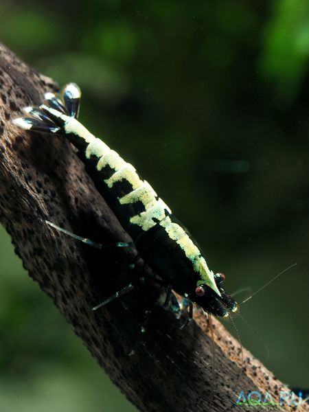 Файл:Caridina Pinto Fishbone Black.jpg