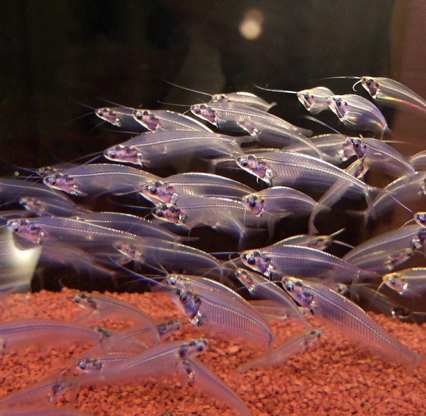 Файл:Сомик стеклянный индийский в аквариуме 1.jpg