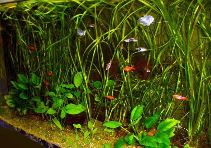 Файл:Барбус вишневый в аквариуме.jpg