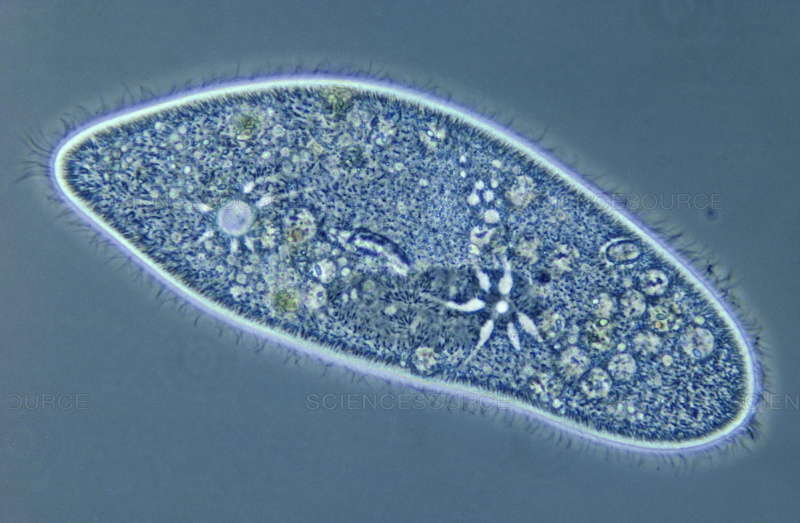 Файл:Живая пыль.jpg