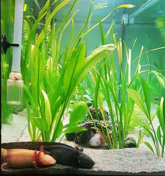 Файл:Три цвета аксолотлей.jpg