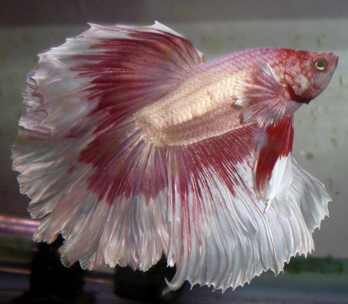 Файл:Петушок rosetail butterfly red.jpg