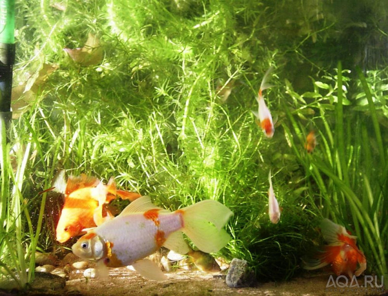 Файл:Растения для золотых рыбок.jpg